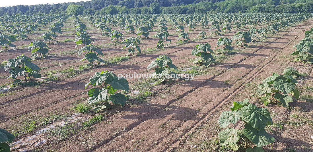 Près d’Angoulême — Paulownia Energy France