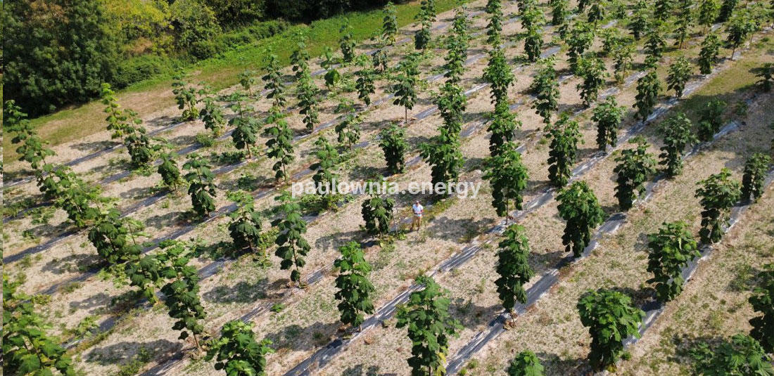 Près d’Aulnay — Paulownia Energy France