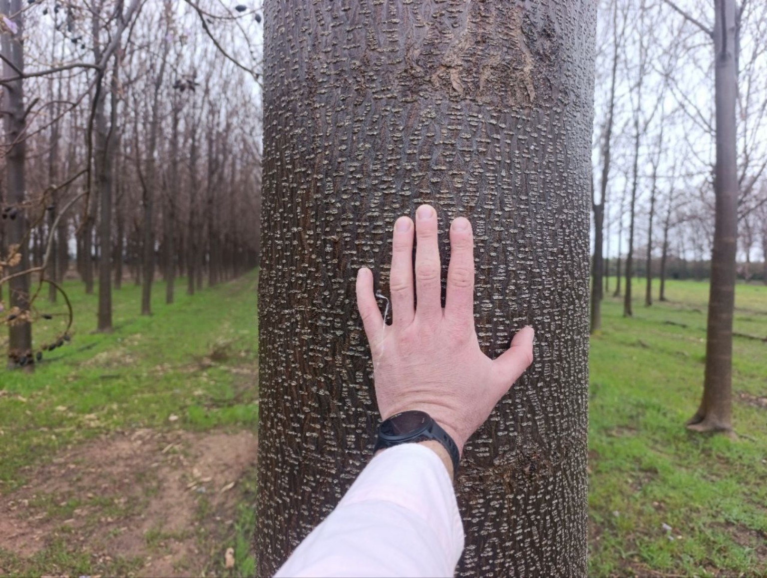 Exemple de détail du tronc de paulownia