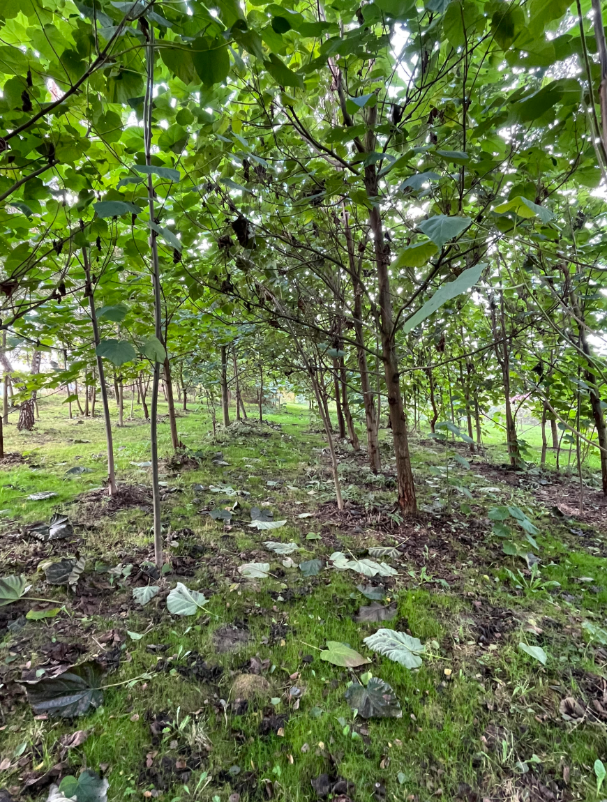 Paulownia — nombreuses branches latérales